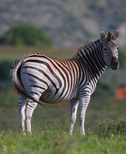 African Zebras 032