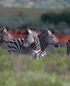 African Zebras 033