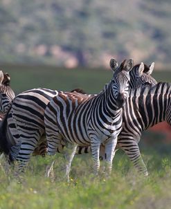 African Zebras 034