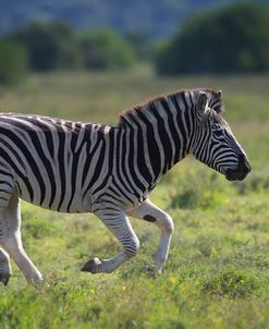 African Zebras 041