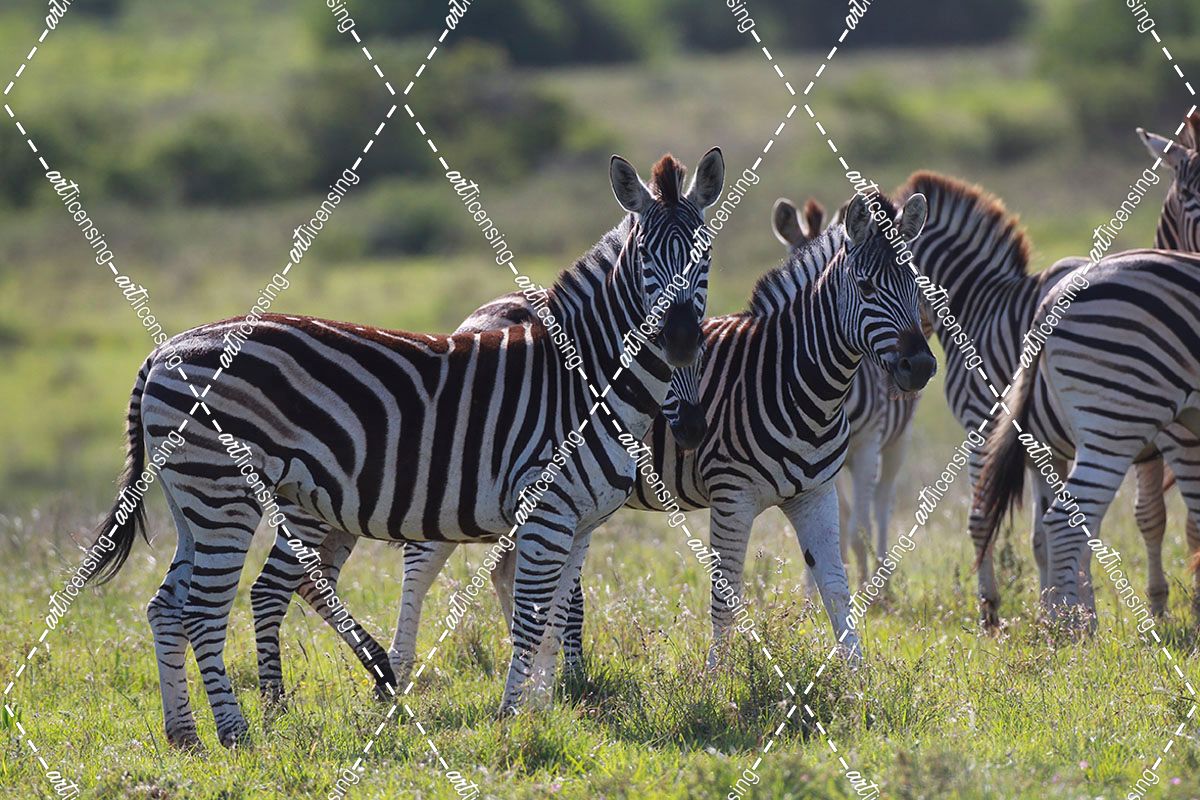 African Zebras 042