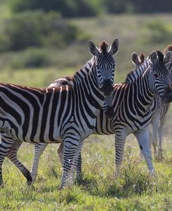 African Zebras 042
