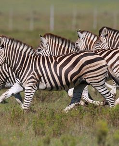 African Zebras 059