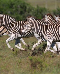 African Zebras 060