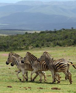 African Zebras 065