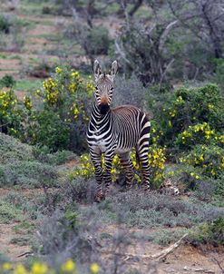 African Zebras 066