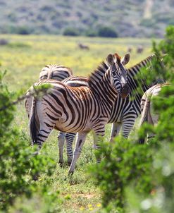 African Zebras 067