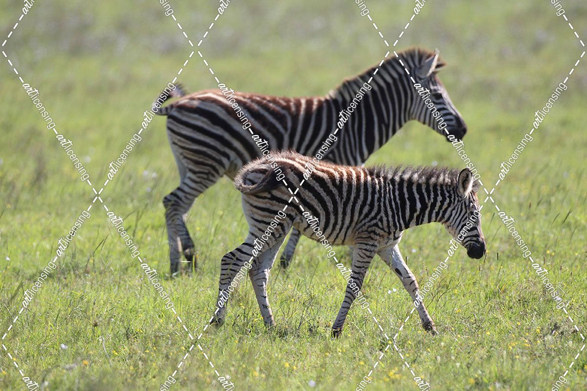 African Zebras 068