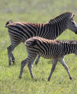 African Zebras 068