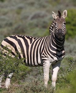 African Zebras 069