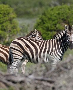 African Zebras 070