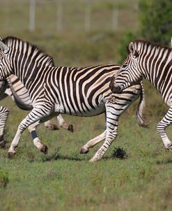 African Zebras 061