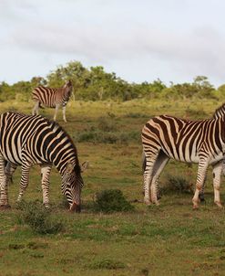 African Zebras 062