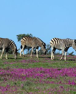 African Zebras 063