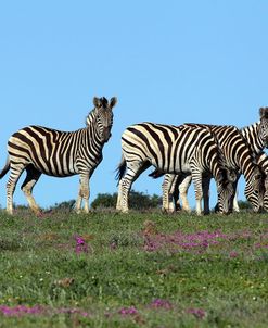 African Zebras 064