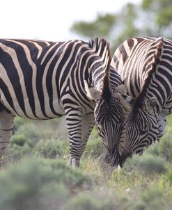 African Zebras 075