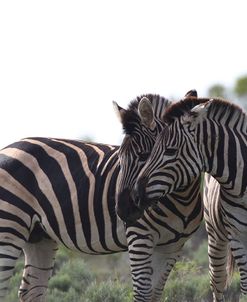 African Zebras 076