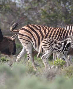 African Zebras 077