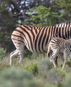 African Zebras 078