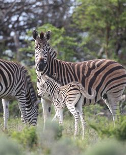 African Zebras 079