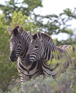 African Zebras 080
