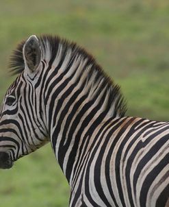 African Zebras 071