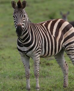 African Zebras 072
