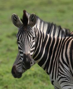 African Zebras 073