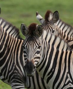 African Zebras 074