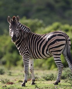 African Zebras 085