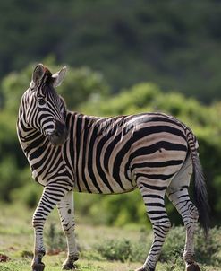 African Zebras 086
