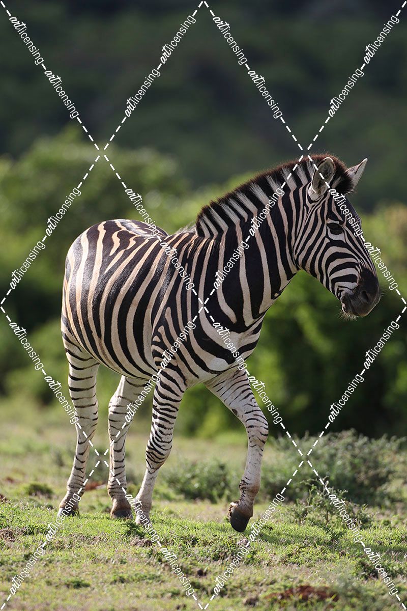 African Zebras 087