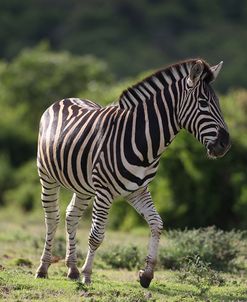 African Zebras 087