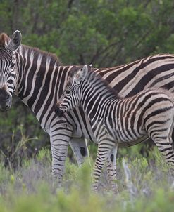 African Zebras 088