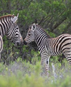 African Zebras 089