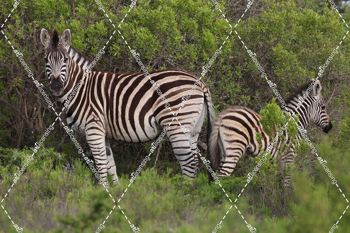 African Zebras 090
