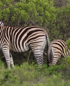 African Zebras 090