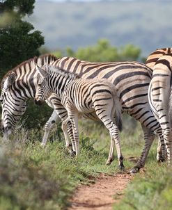 African Zebras 081