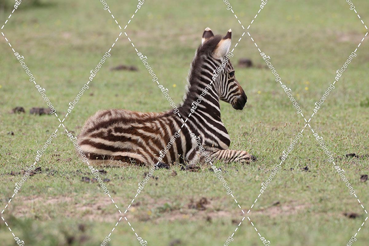 African Zebras 082