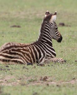 African Zebras 082