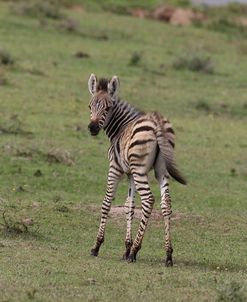 African Zebras 083