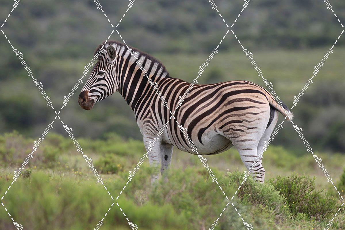 African Zebras 084