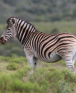 African Zebras 084