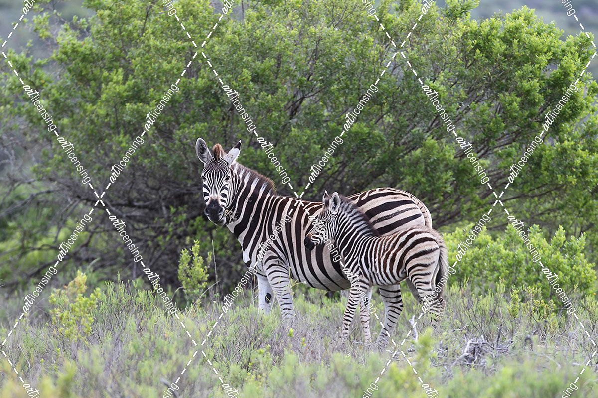 African Zebras 095