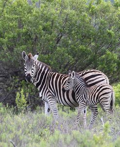 African Zebras 095