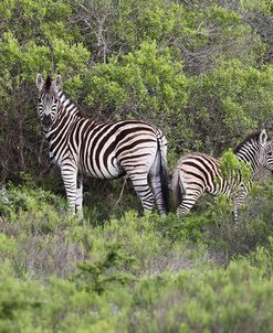 African Zebras 096