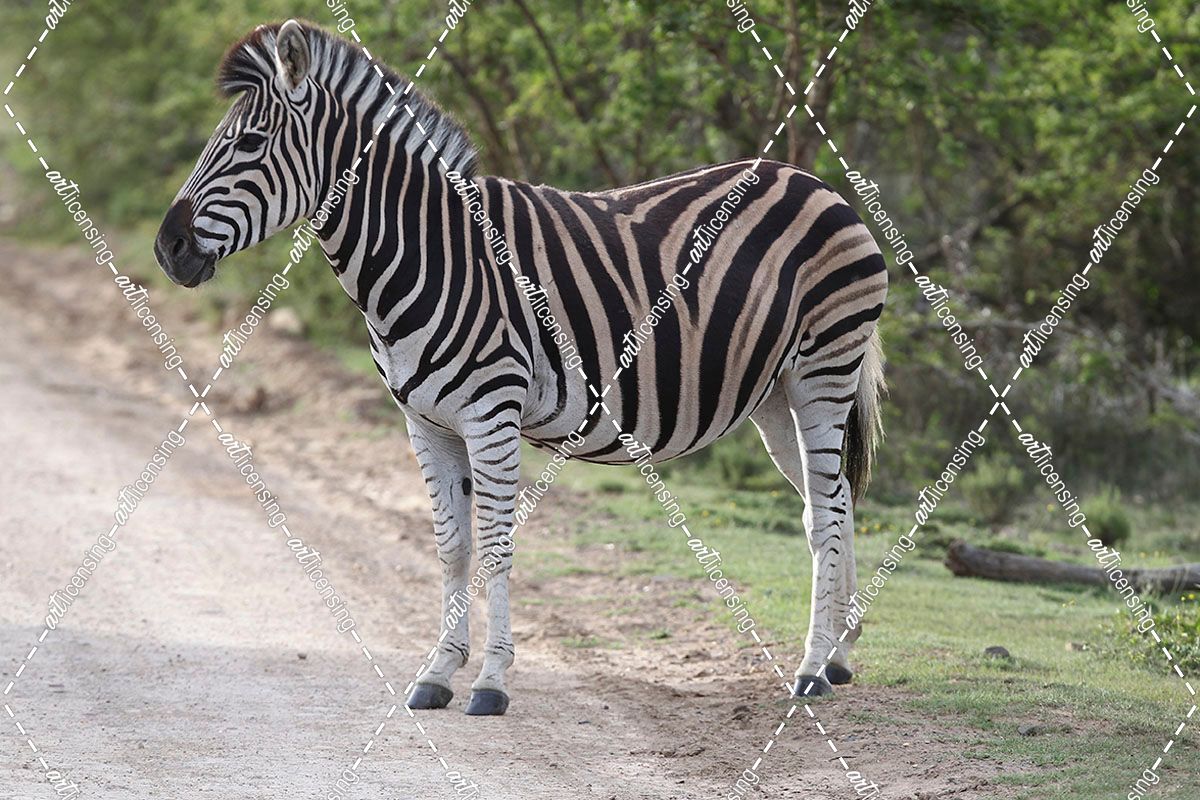 African Zebras 097