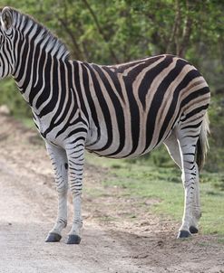 African Zebras 097