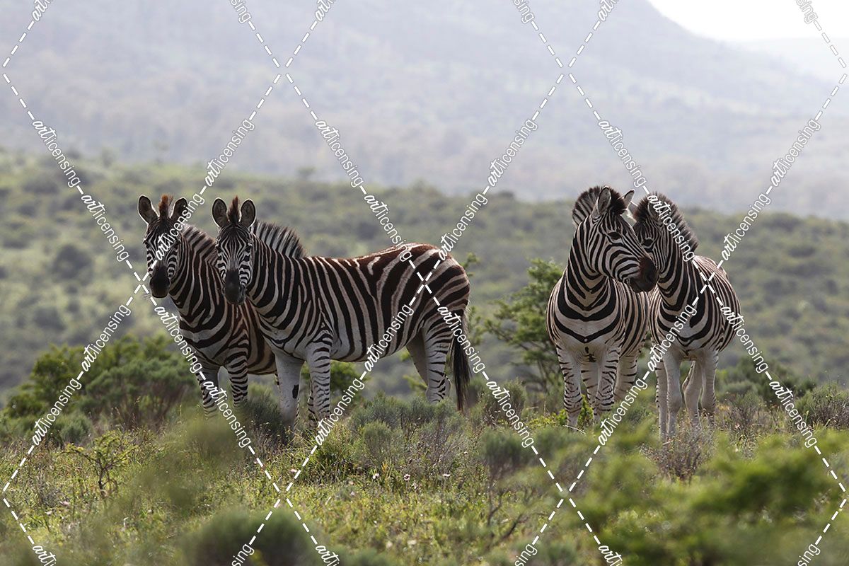 African Zebras 098