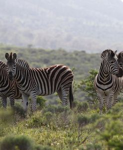 African Zebras 098